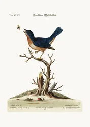 De blauwe roodborst, 1749-73